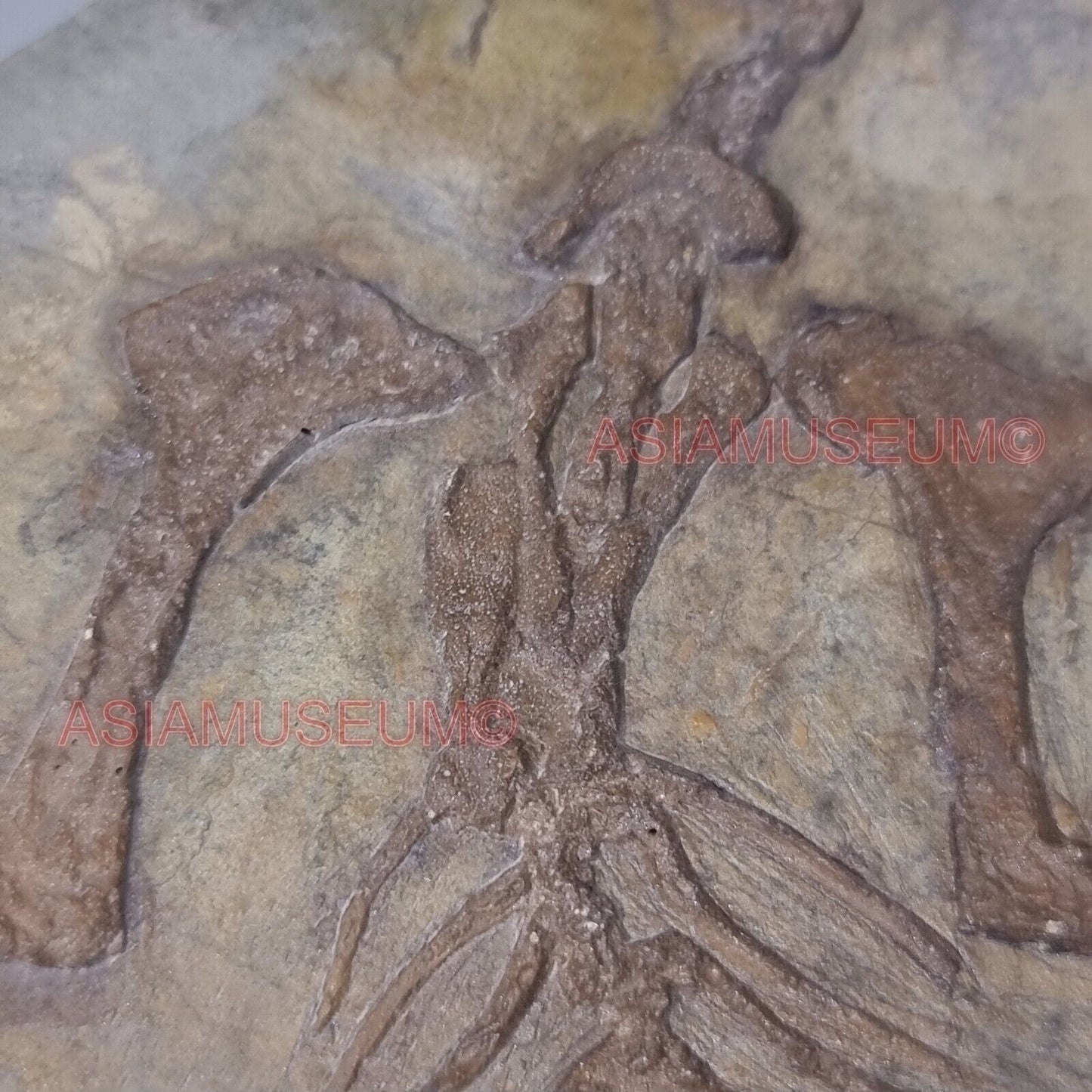 Dinosaur Fossil Confuciusornis Flying Bird Rock Jurassic Claw World Cretaceous E