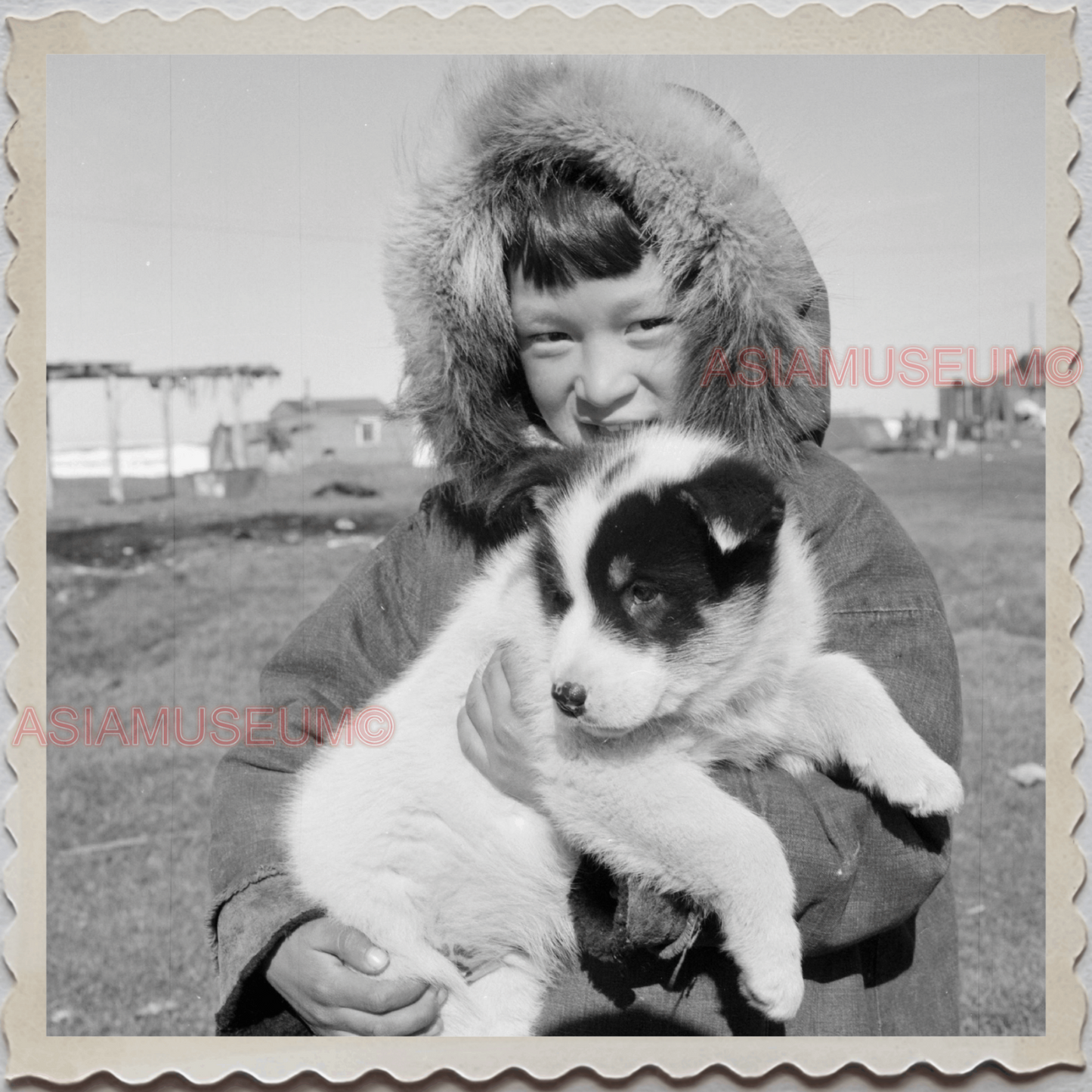 50s UTQIAGVIK NORTH SLOPE BARROW ALASKA SLED DOG PUPPY  VINTAGE USA Photo 7899