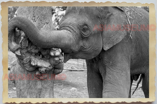 50s Indochina Vietnam Ho Chi Minh Saigon Village Elephant War Vintage Photo 596