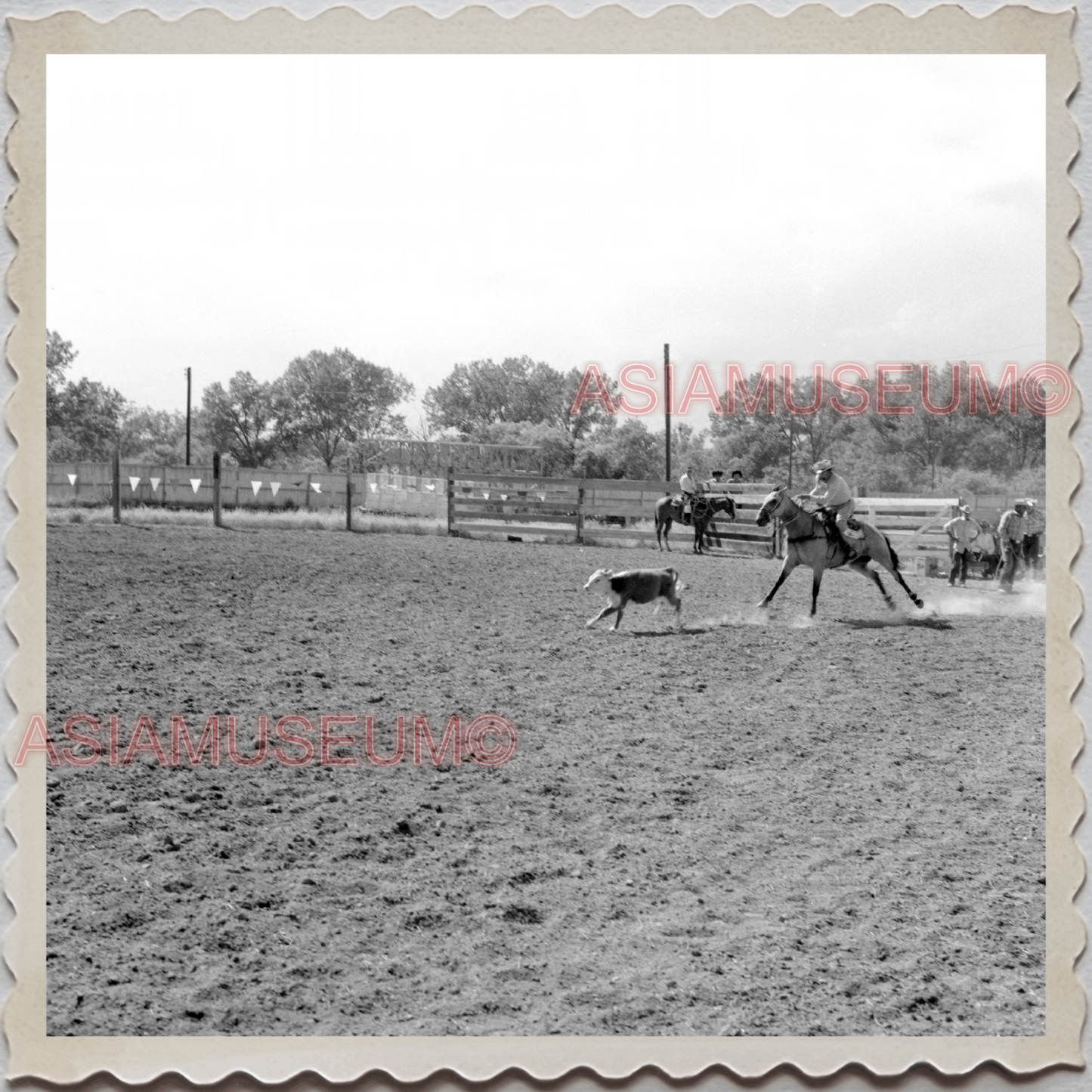 50s CROW TRIBE BIG HORN COUNTY MONTANA AGENCY RODEO COW VINTAGE USA Photo 11532