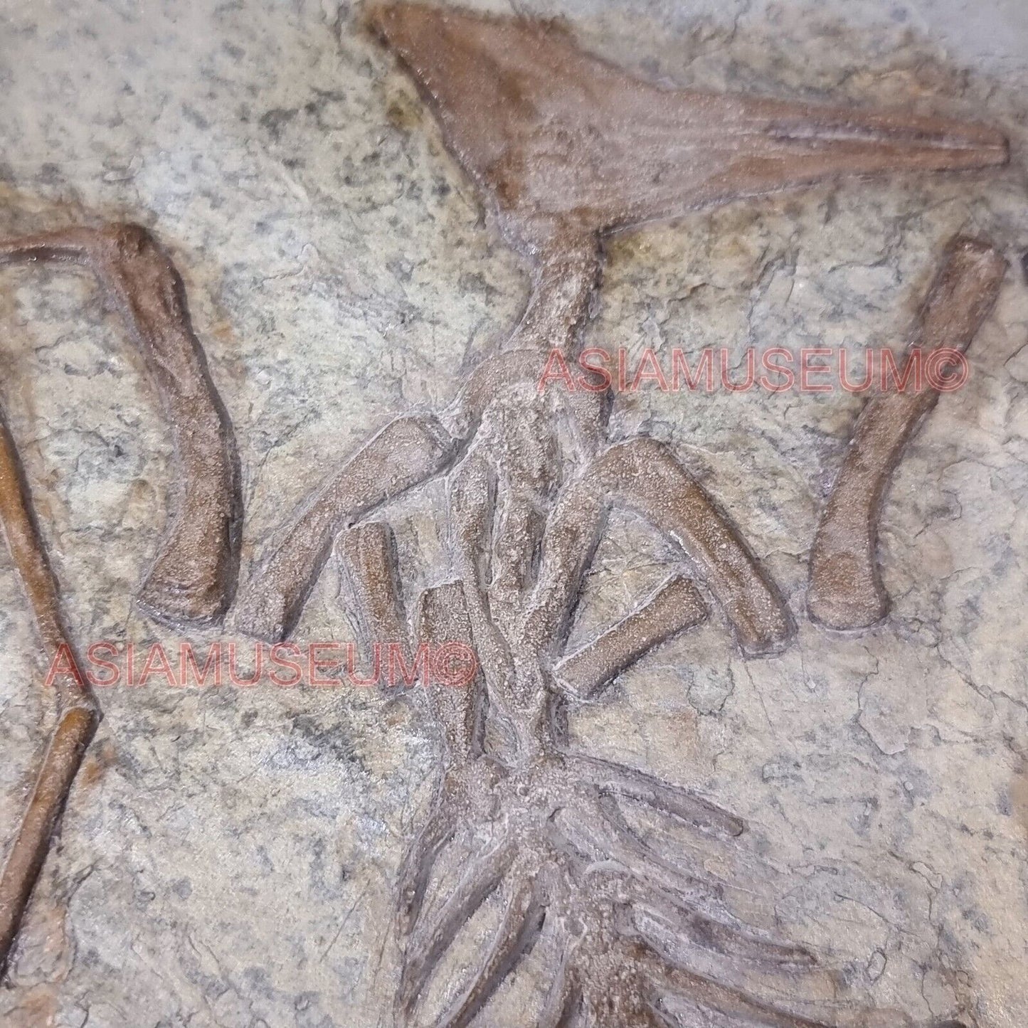 Dinosaur Fossil Pterosaur Flying Bird Reptile Jurassic World Bone Teeth Claw P1