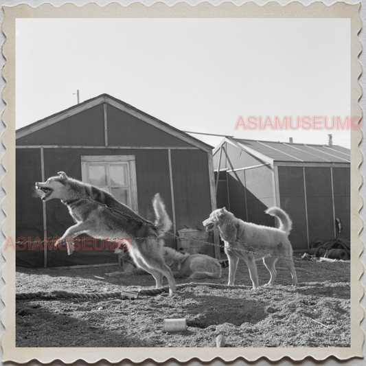 50s UTQIAGVIK NORTH SLOPE BARROW ALASKA SLED DOG HOUSE VINTAGE USA Photo 7674