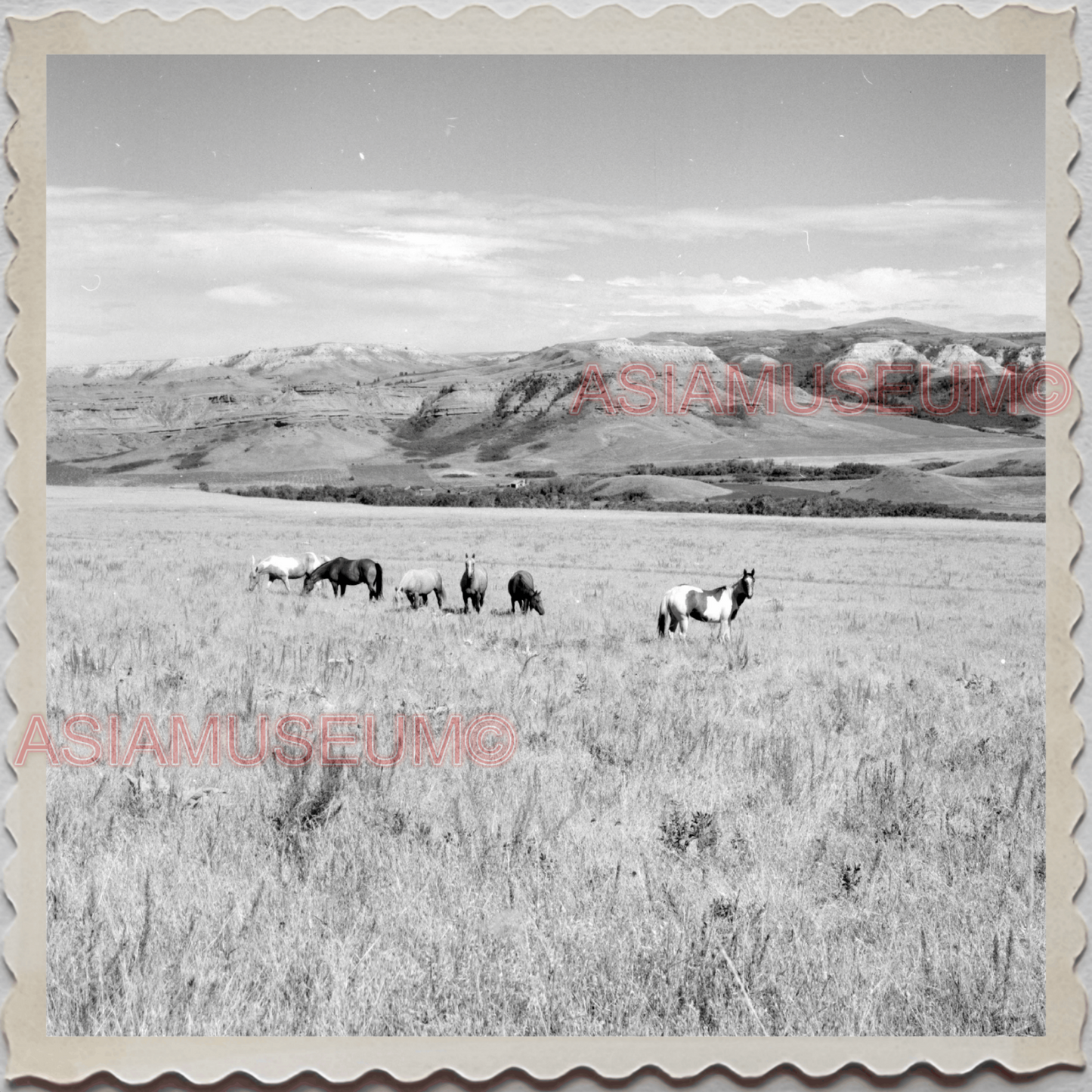 50s CROW TRIBE BIG HORN COUNTY MONTANA AGENCY FIELD HORSE VINTAGE USA Photo 9558