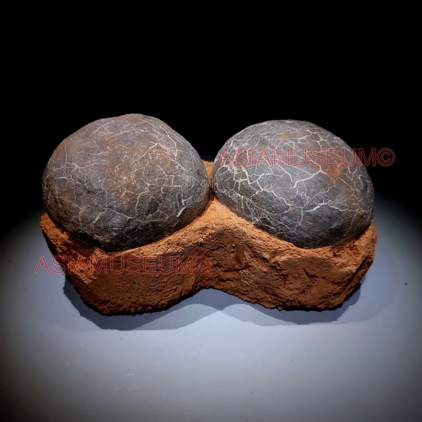 DOUBLE PAIR Dinosaur Egg Nest Hadrosaur Duckbill Fossil Jurassic Cretaceous G6s9