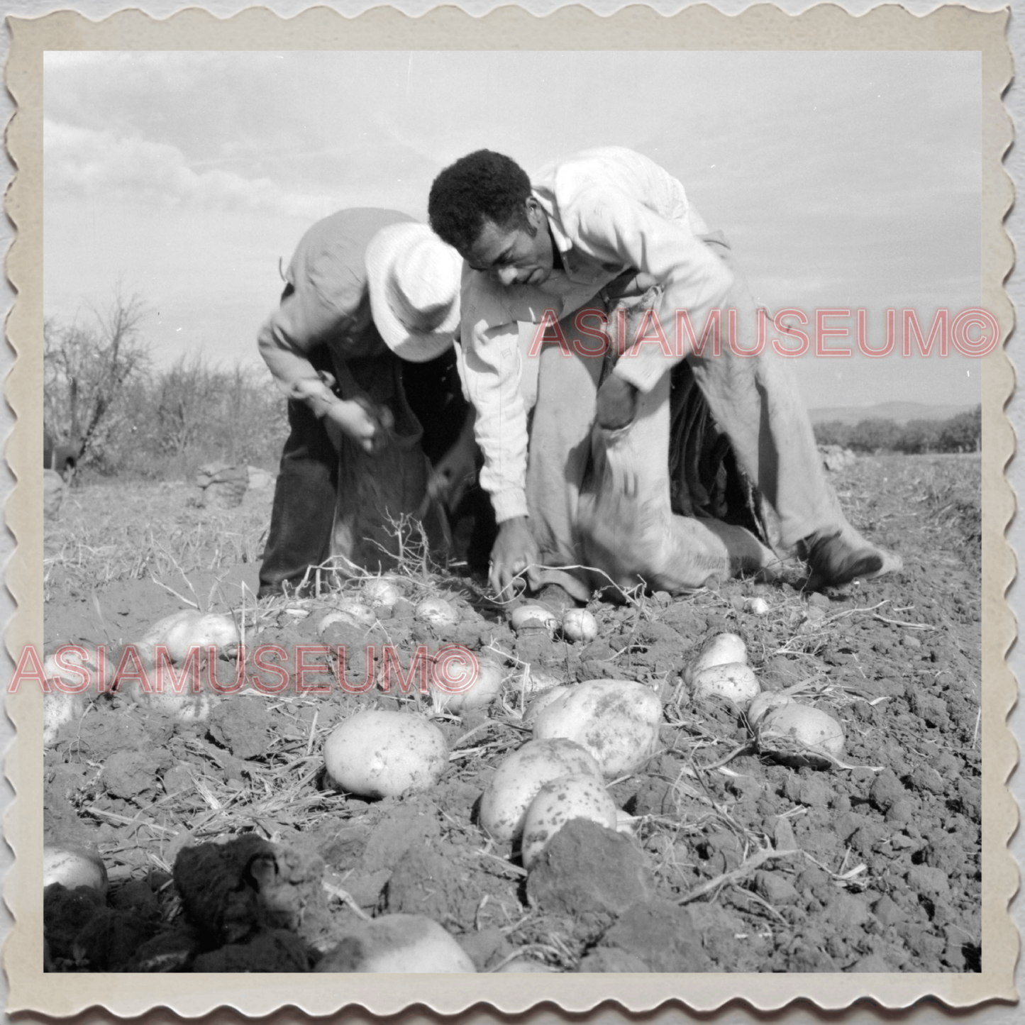 50s MONTEREY SALINAS CALIFORNIA POTATO FIELDS FARMER VINTAGE USA Photo 11950