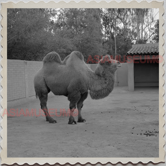 50s SAN DIEGO CALIFORNIA ZOO BACTRIAN CAMEL OLD AMERICA VINTAGE USA Photo 10621