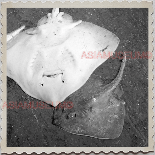 50s GLOUCESTER HARBOR ESSEX MASSACHUSETTS FISHERMAN STINGRAY OLD USA Photo 8797