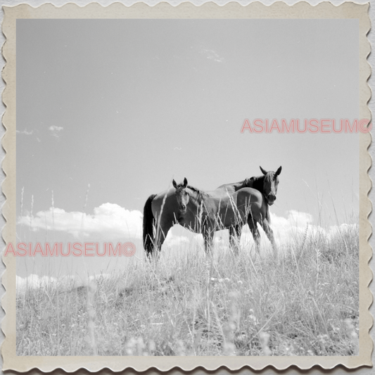 50s SUN RIVER CITY RUSSEL COUNTY MONTANA HORSE HILL FIELD VINTAGE USA Photo 8397