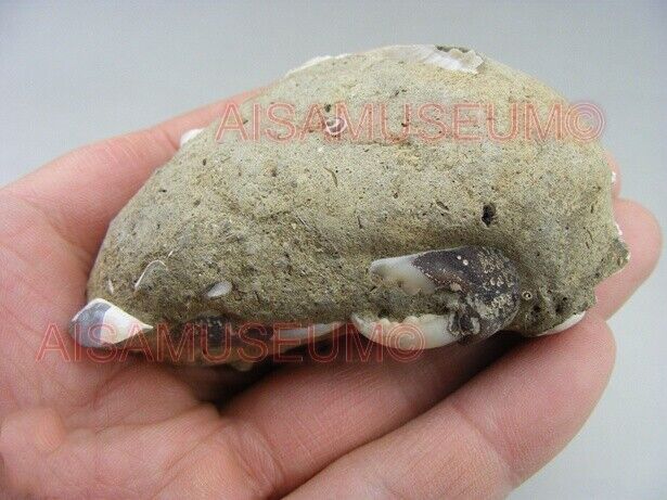 CRAB Crustacean Arthropod Dinosaur Hand Leg Claw Bone Fossil Jurassic Park cA03