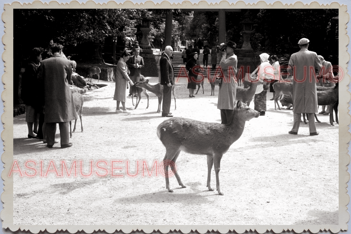 WW2 JAPAN TOKYO NARA TODAI-JI TEMPLE DEER ZOO SHRINE WOMEN Vintage Photo 24460