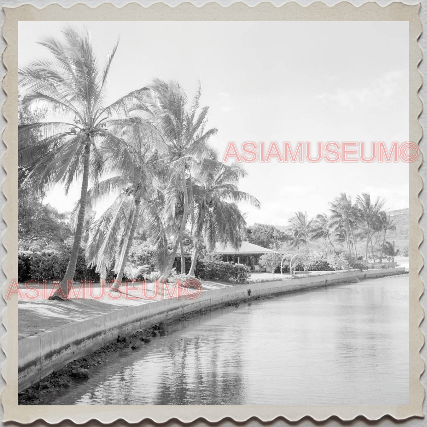 50s HAWAII OAHU HONOLULU WAIKIKI PALM TREE SHORE VINTAGE AMERICA USA Photo 10981