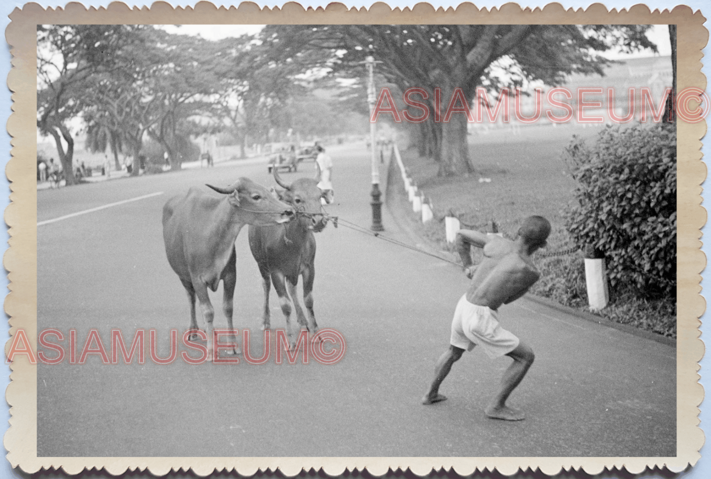 40s Bullock Cart Oxen Little India Street Man Rickshaw Old Singapore Photo 17609