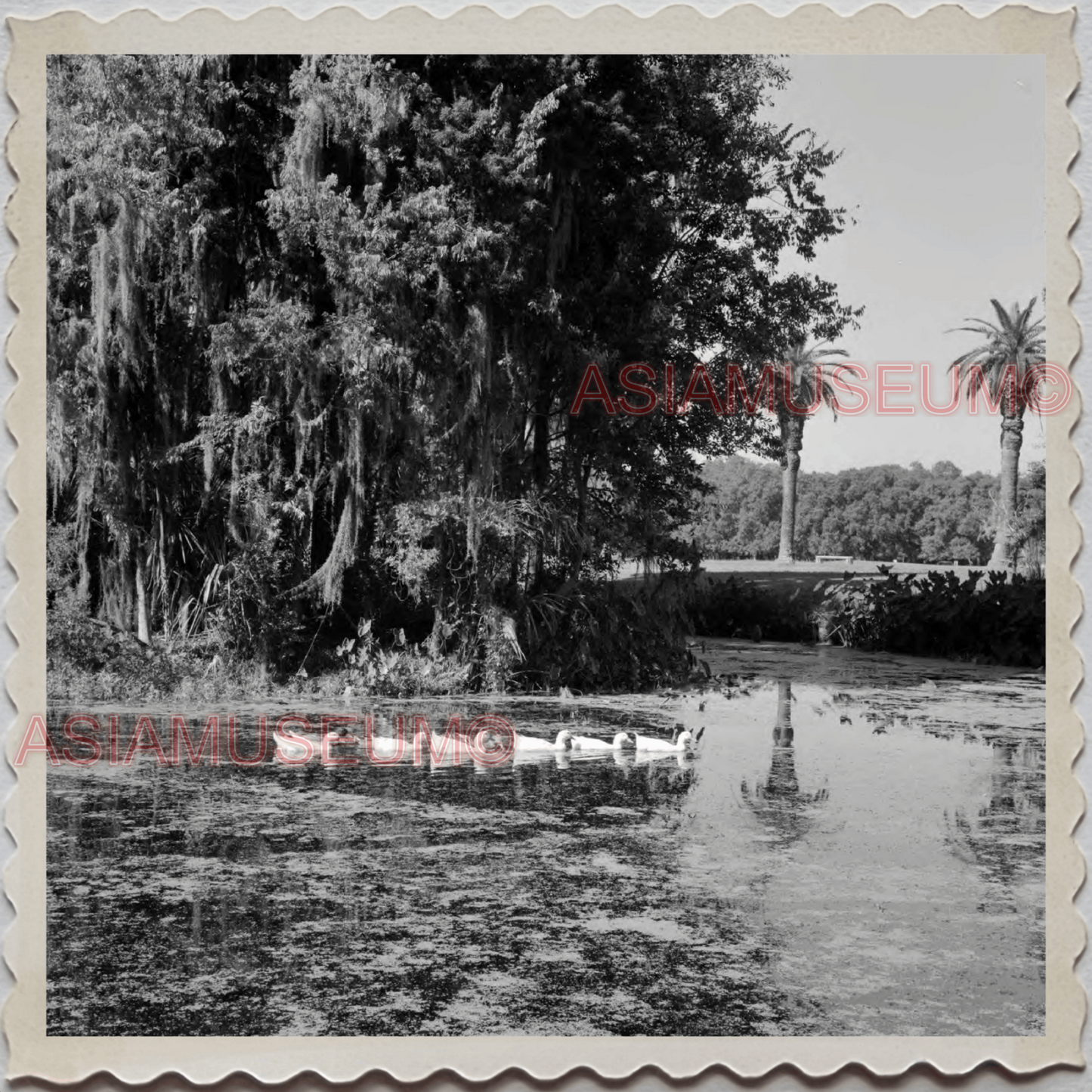 50s NEW ORLEANS LOUISIANA CITY MISSISSIPPI DUCK POND US VINTAGE USA Photo 10982