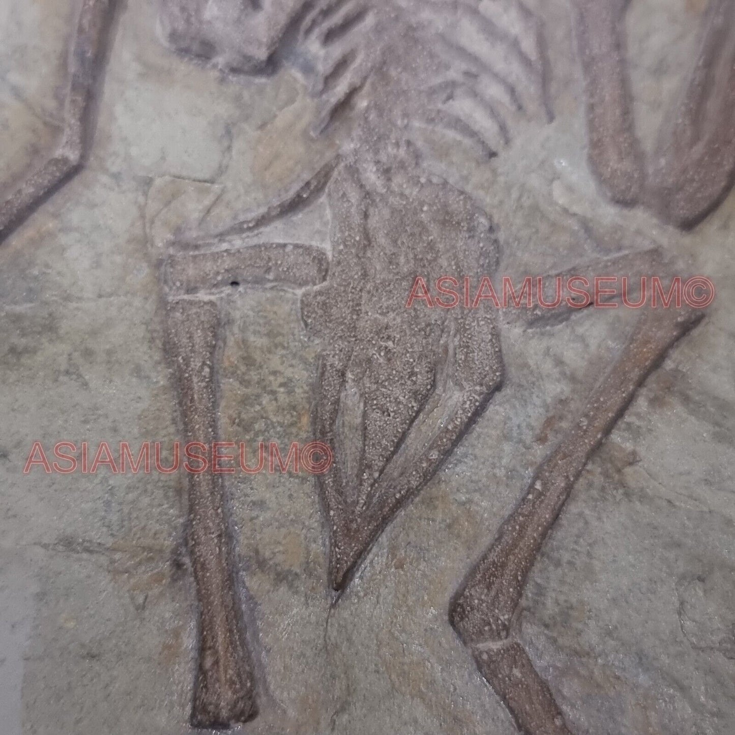 Pterosauro Fossile Dinosauro Rettile Volante Artiglio Osso Mondo Giurassico P9