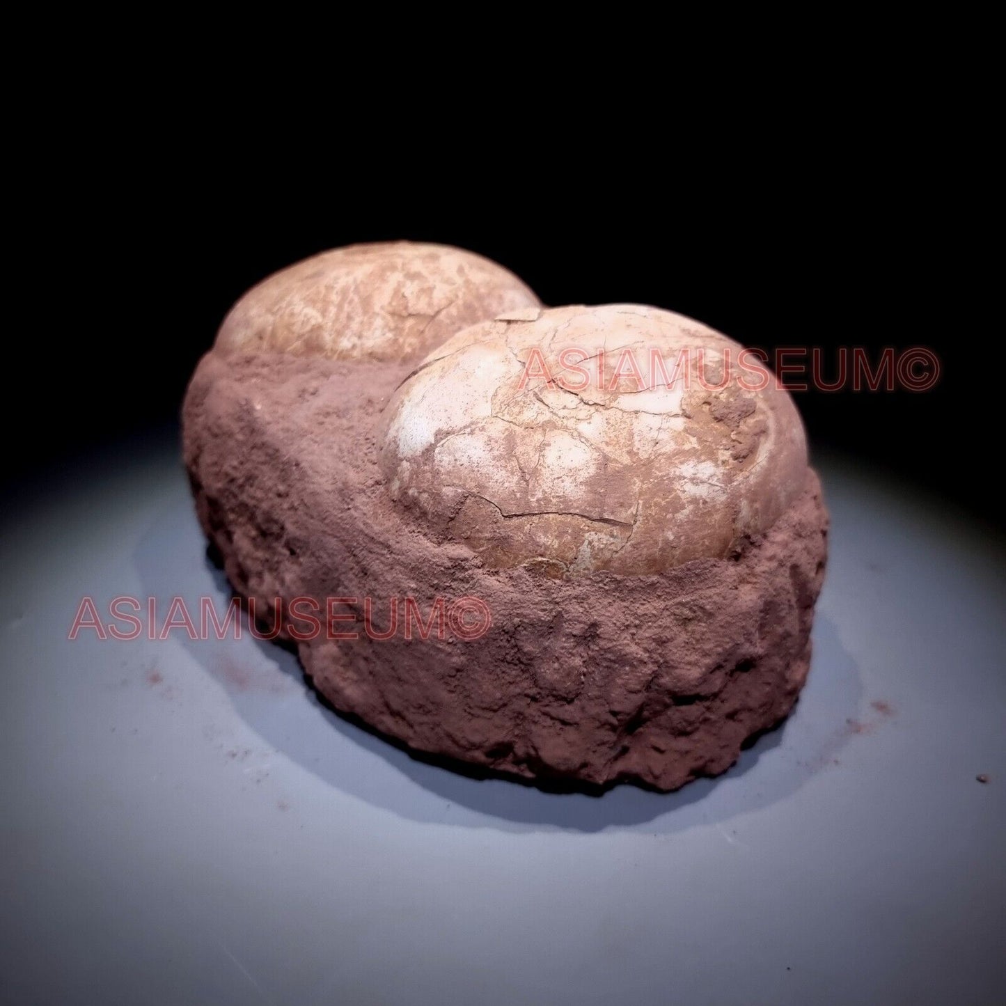 Pair Double Jurassic World Shunosaurus Sauropod Lizards Dinosaur Egg Nest Fossil