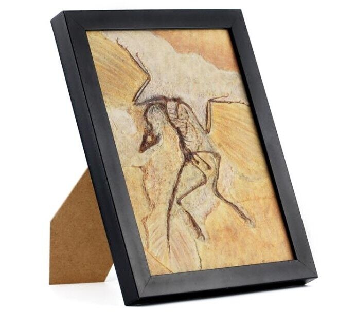 Realistic ARCHAEOPTERYX Replica Mesozoic Dinosaur Bird Fossils Jurassic World