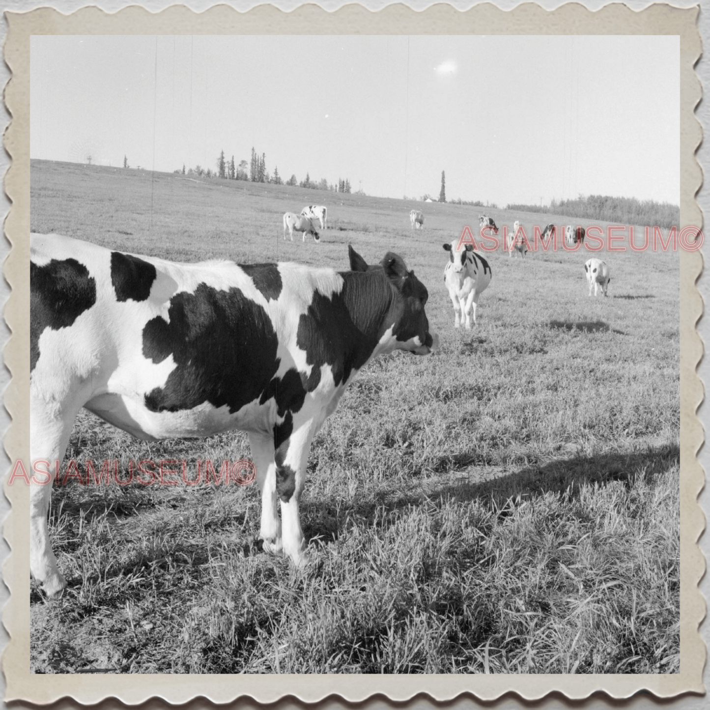 50s FAIRBANKS NORTH STAR BOROUGH ALASKA BARN CATTLE FARM VINTAGE USA Photo 7922