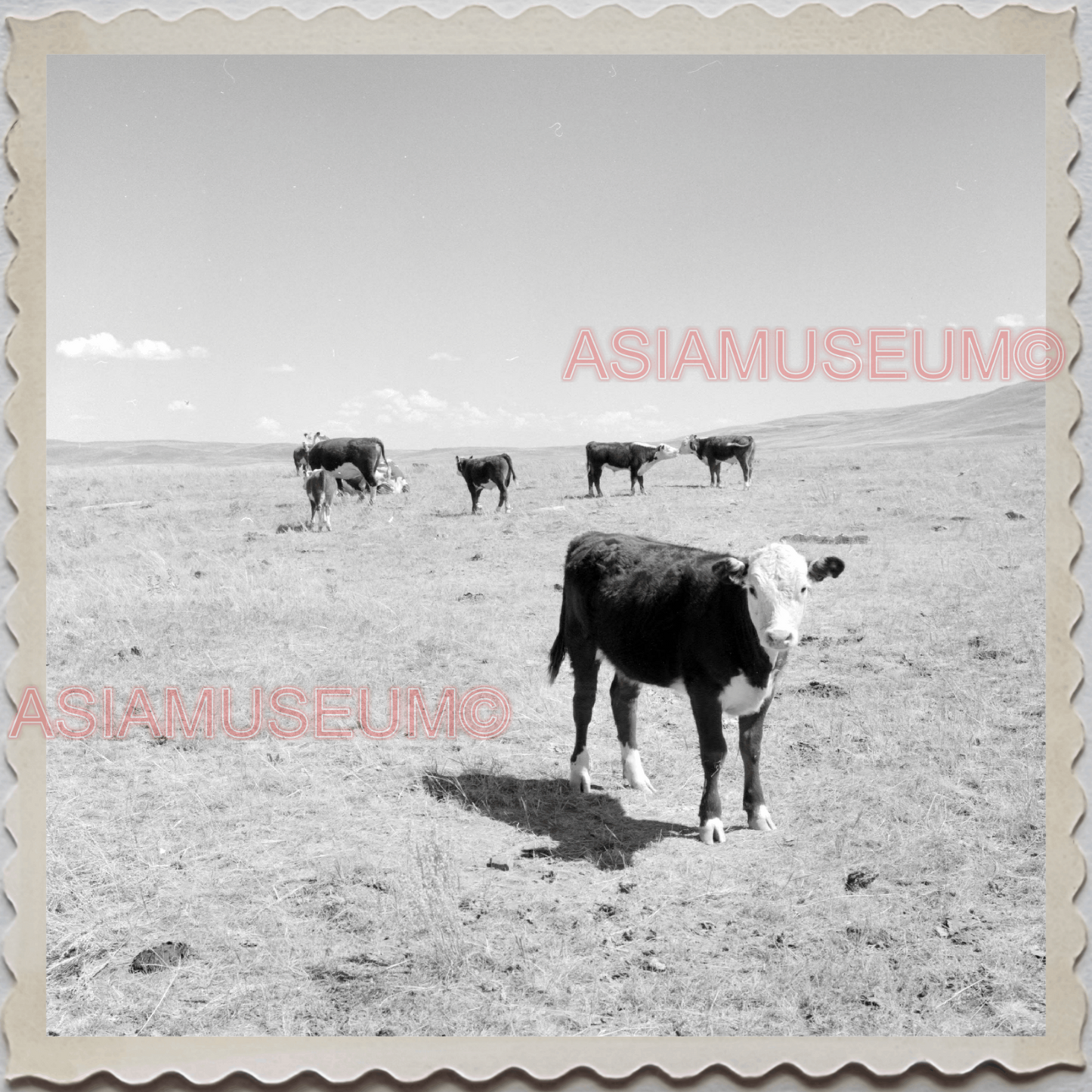 50s CASCADE COUNTY MONTANA COW BARN FARM FIELD AMERICA VINTAGE USA Photo 12496