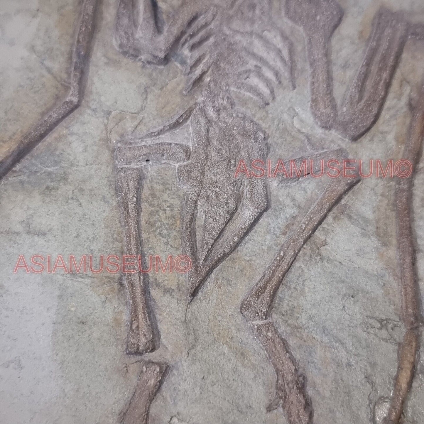 Pterosauro Fossile Dinosauro Rettile Volante Artiglio Osso Mondo Giurassico P9