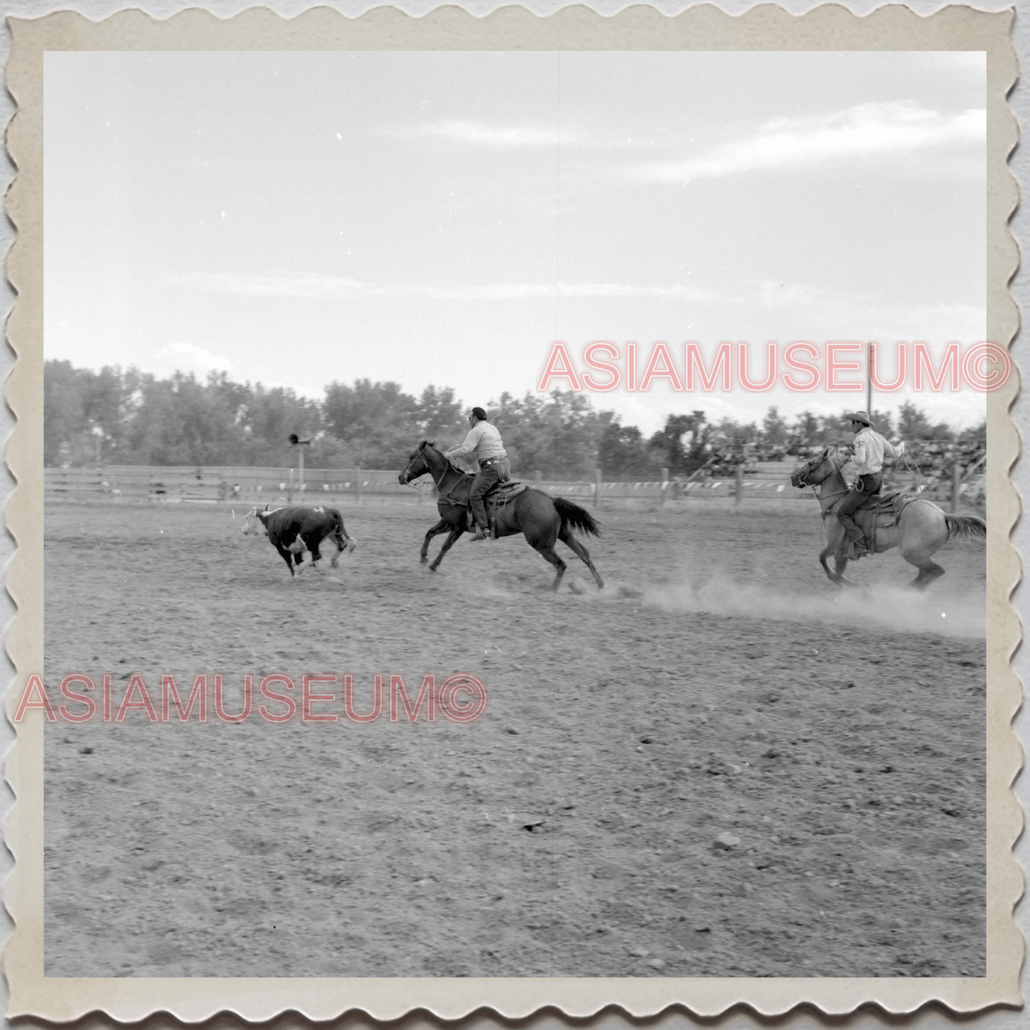 50s CROW TRIBE BIG HORN COUNTY MONTANA AGENCY RODEO COW VINTAGE USA Photo 8652