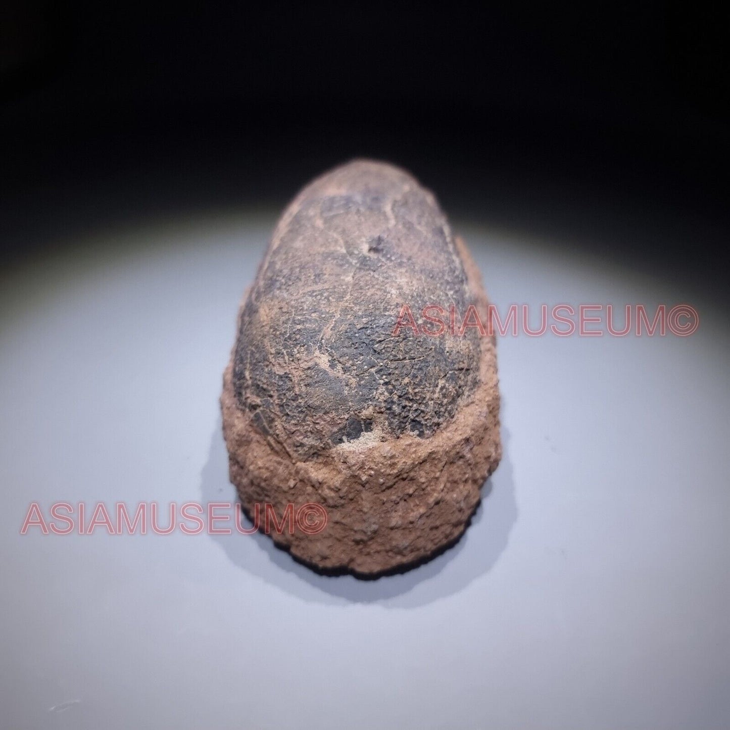 OVIRAPTOR RAPTOR Velociraptor Dinosaur Egg Fossil Theropod JURASSIC PARK WORLD B