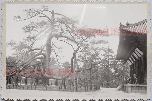 WW2 1950s JAPAN NARA TOKYO MOUNTAIN SHRINE TEMPLE TREE GARDEN Vintage Photo 7274