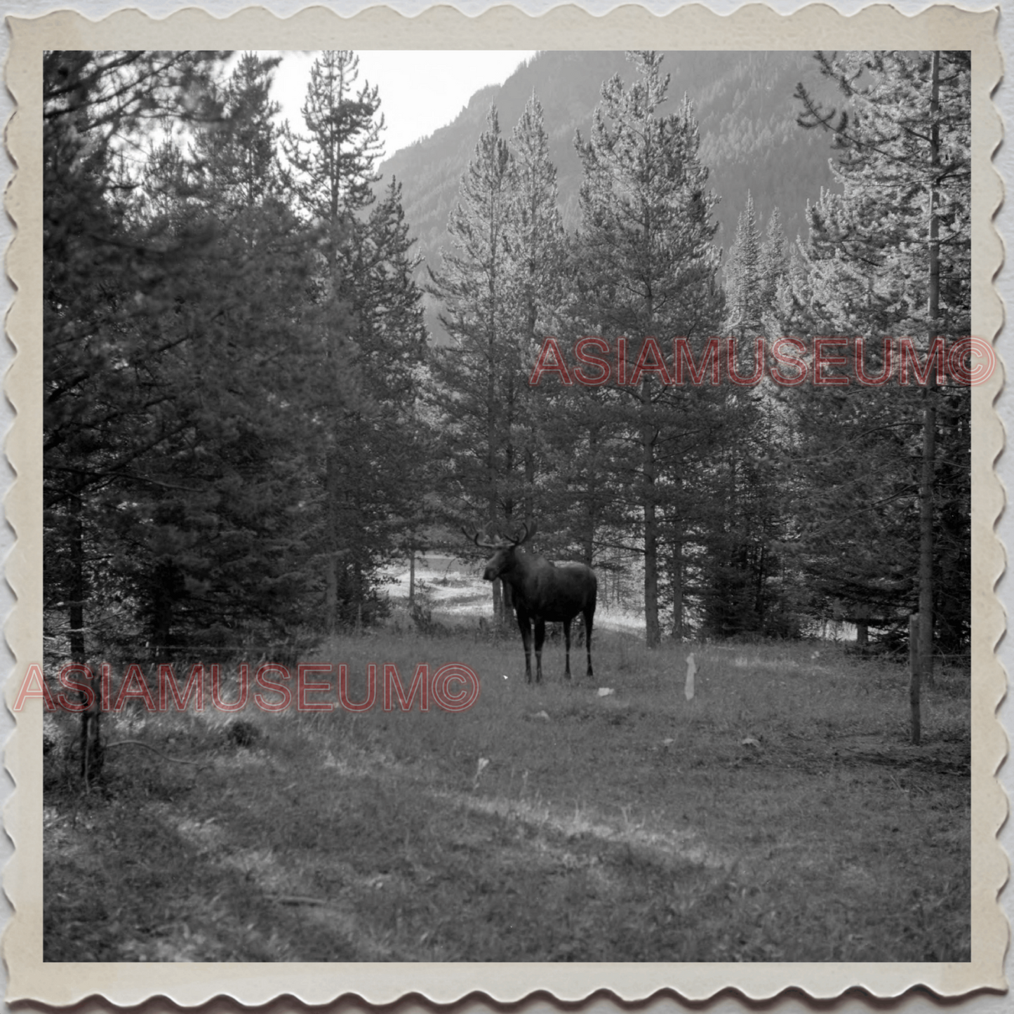 50s YELLOWSTONE NATIONAL PARK WYOMING MONTANA MOOSE PARK VINTAGE USA Photo 11095