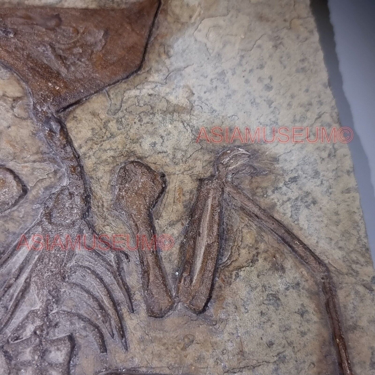 Dinosaur Fossil Pterosaur Flying Bird Reptile Jurassic World Bone Teeth Claw P3