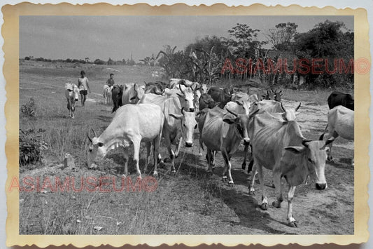 50s Vietnam War Saigon Ho Chi Minh Village Boy Man Cow Herd Vintage Photo #1092