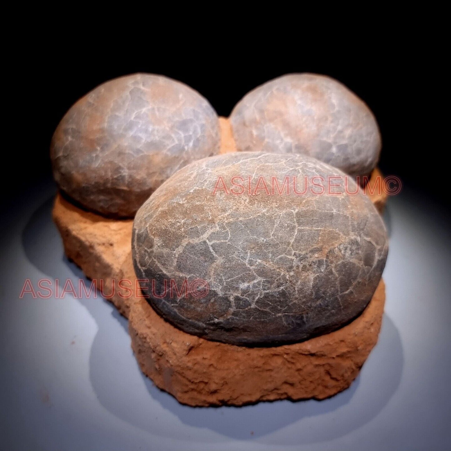 TRIPLE Dinosaur Egg Nest Hadrosaur Duckbill Fossil Jurassic Cretaceous World