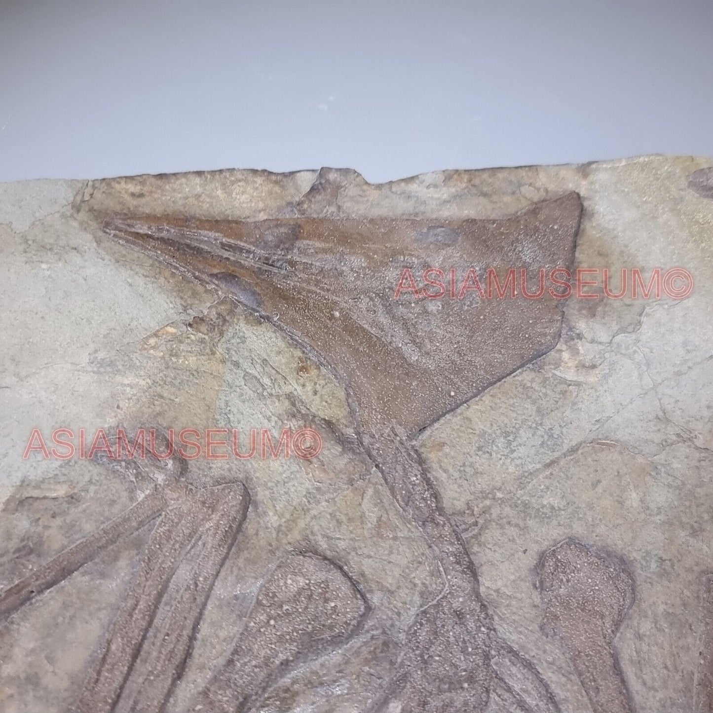 Dinosaur Fossil Pterosaur Flying Bird Reptile Jurassic Park World Cretaceous P9