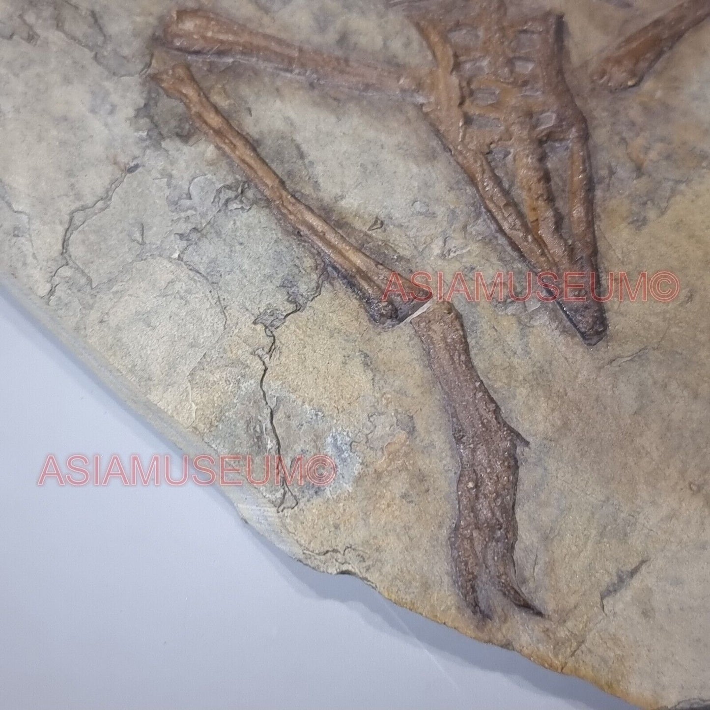 Fossilien DINOSAURIER Flügel Confuciusornis Vogel Jurassische Welt Kretazeisch E