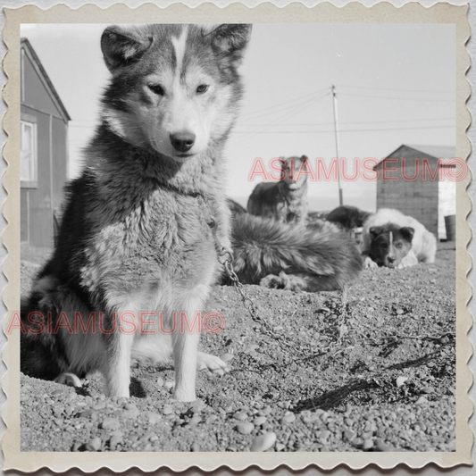 50s UTQIAGVIK NORTH SLOPE BARROW ALASKA SLED DOG TEAM  VINTAGE USA Photo 10274