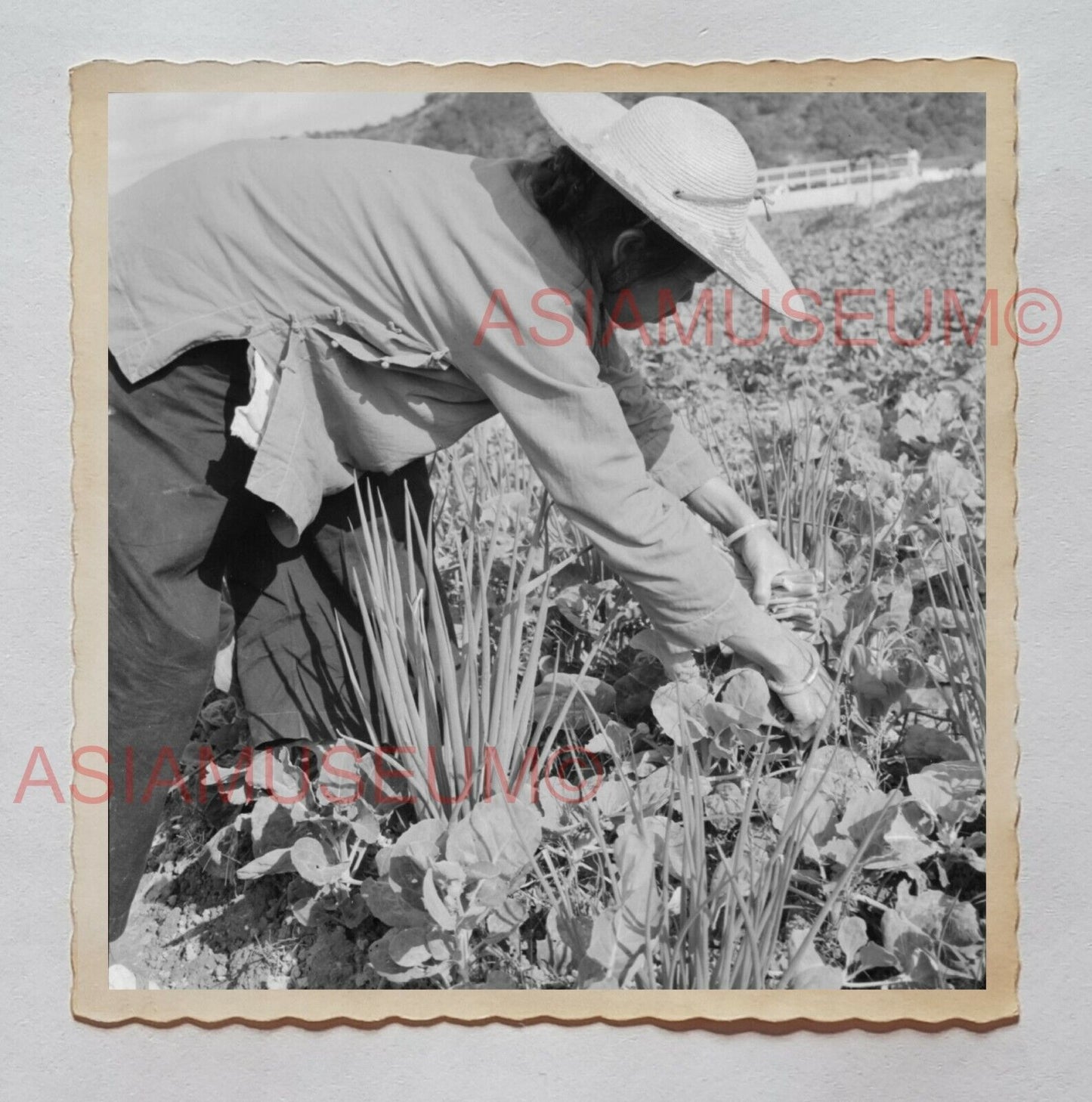 WOMEN LADY FARMER VILLAGE PLANTING VEGETABLE Vintage Hong Kong Photo 27231 香港旧照片