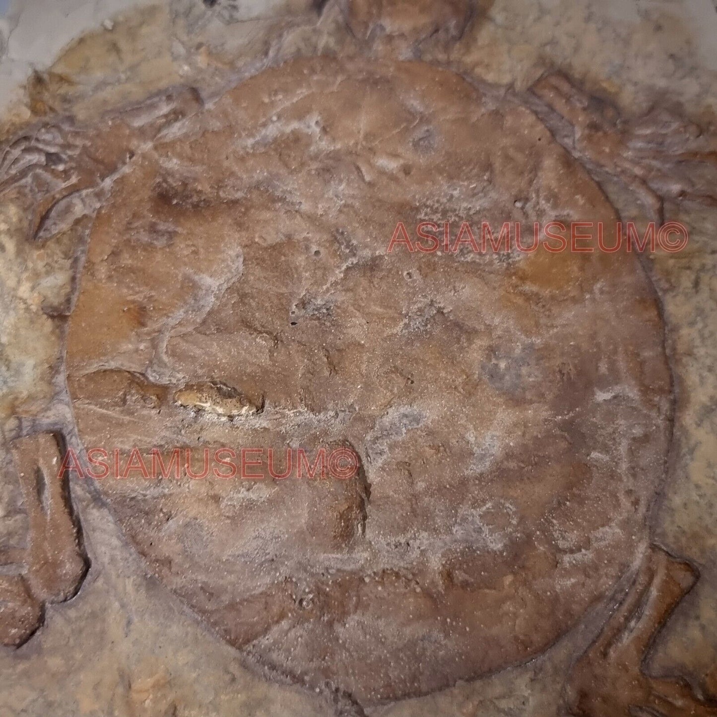 Dinosaure Tortue Coquille Griffe Os Reptile Fossile Parc Jurassique Crétace T9