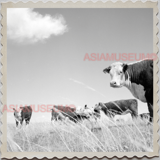 50s CASCADE COUNTY MONTANA COW BARN FARM FIELD AMERICA VINTAGE USA Photo 10800