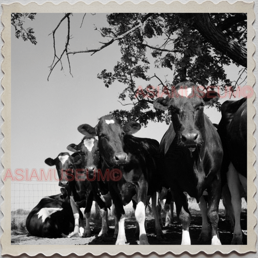 50s LAKE GENEVA WISCONSIN WALWORTH MILWAUKEE CHICAGO COW VINTAGE USA Photo 8634