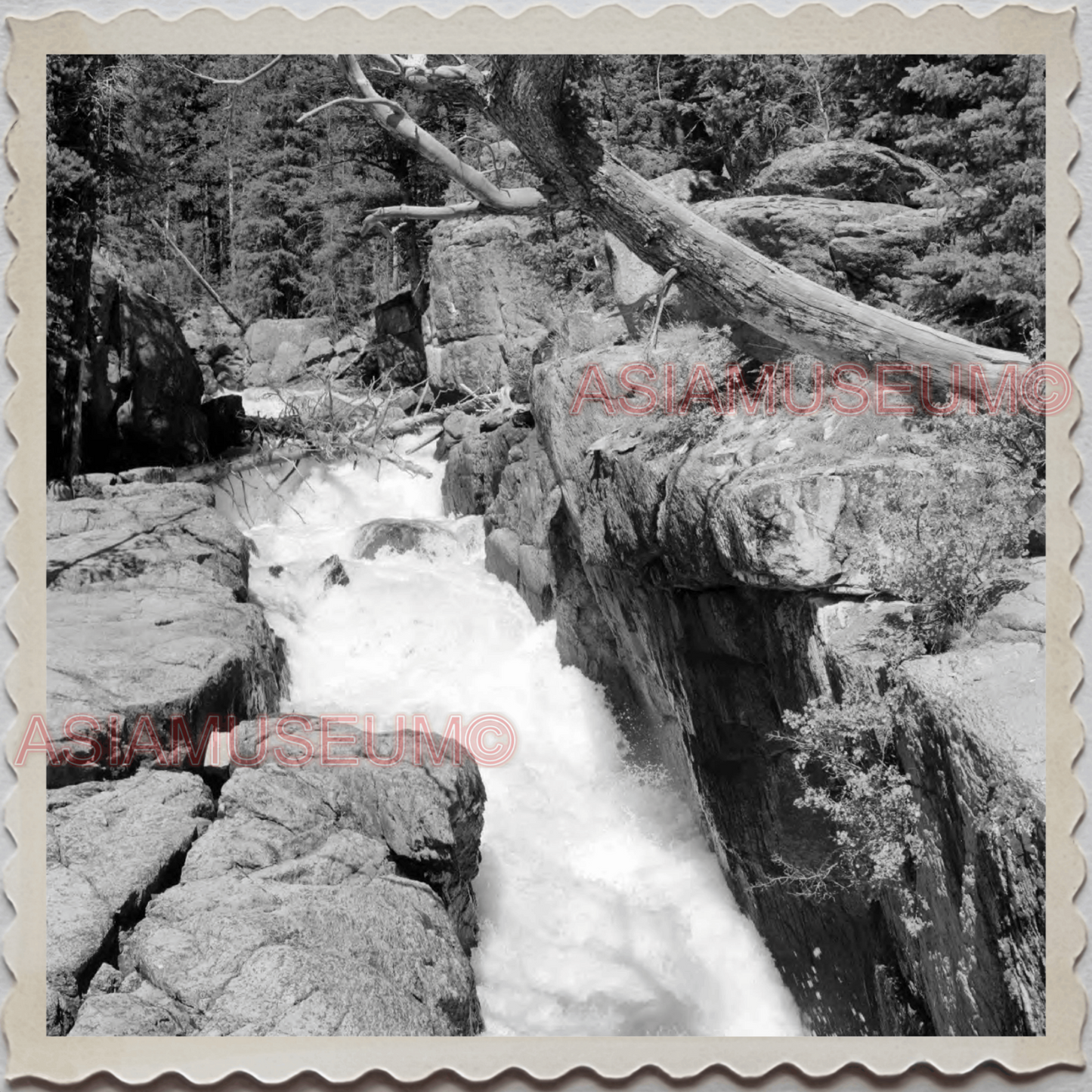 50s YELLOWSTONE NATIONAL PARK WYOMING STREAM FOREST RIVER VINTAGE USA Photo 8991