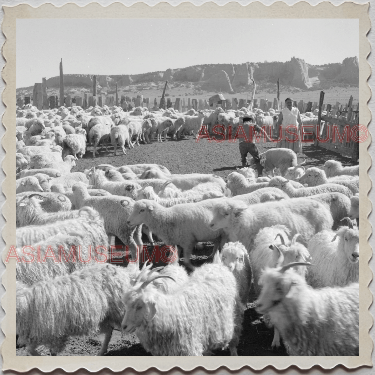 50s WINDOW ROCK NAVAJO NATION APACHE ARIZONA NEW MEXICO SHEEP OLD USA Photo 9713