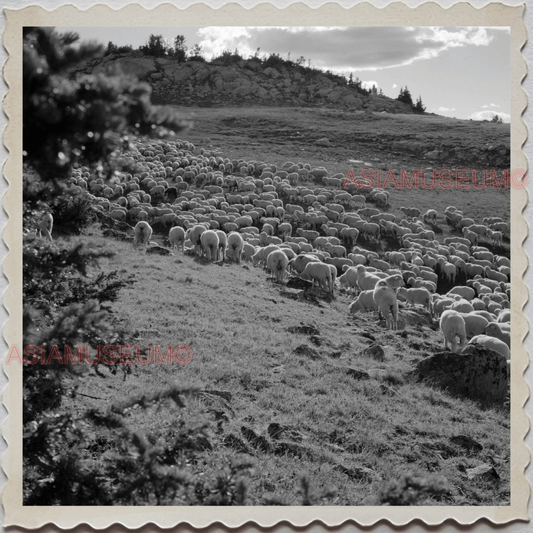 50s PARK COUNTY LIVINGSTON MONTANA YELLOWSTONE SHEEP HERD VINTAGE USA Photo 8483