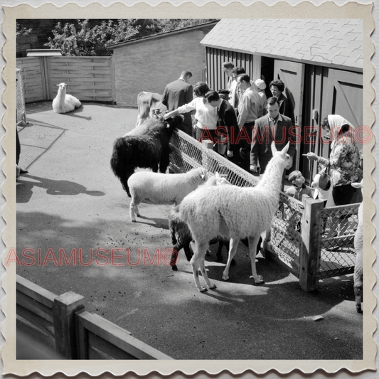 50s MANHATTAN NEW YORK CITY CENTRAL PARK ZOO GOAT SHEEP BOY OLD USA Photo 8989