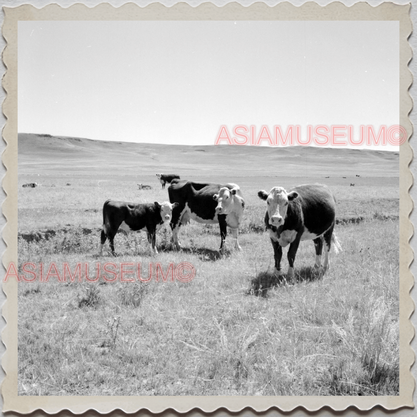 50s CASCADE COUNTY MONTANA COW BARN FARM FIELD AMERICA VINTAGE USA Photo 11537