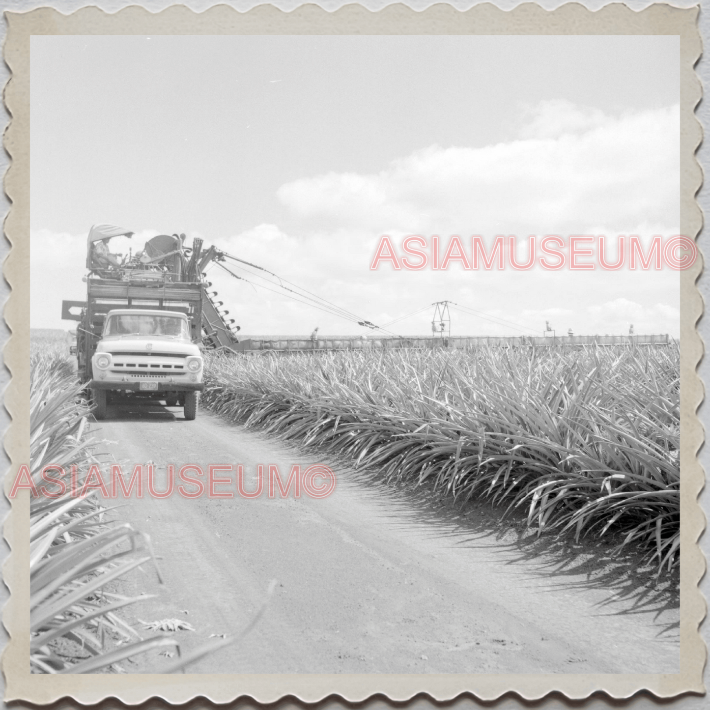 50s WAHIAWA HONOLULU HAWAII PLANTATION PINEAPPLE TRUCK VINTAGE USA Photo 9842