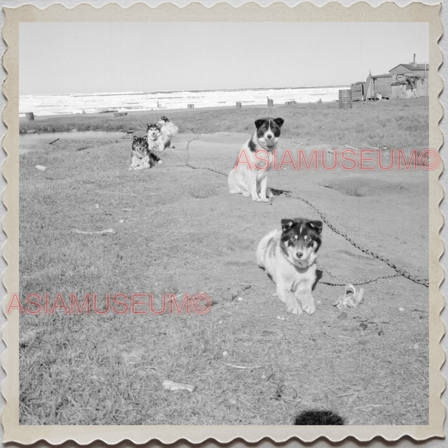 50s UTQIAGVIK NORTH SLOPE BARROW ALASKA SLED DOG TEAM VINTAGE USA Photo 10323