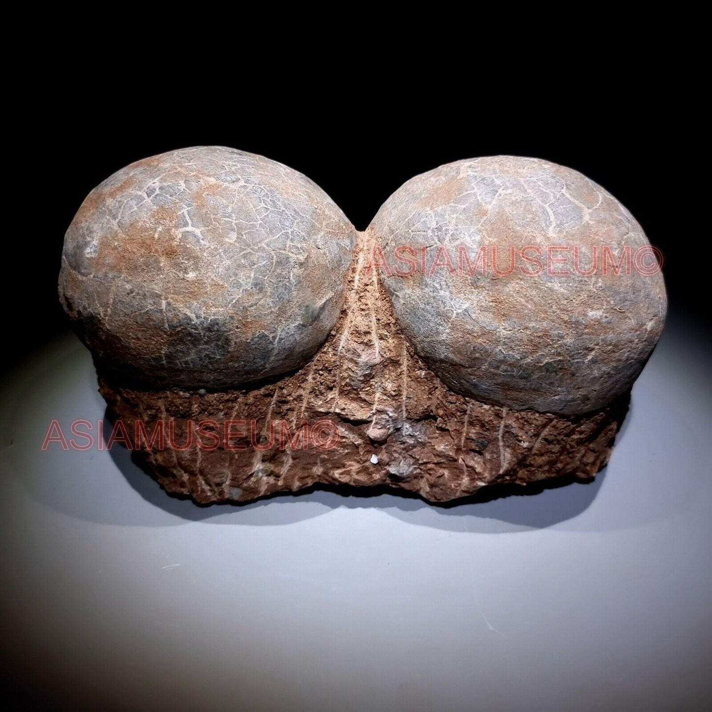 DOUBLE PAIR Dinosaur Egg Nest Hadrosaur Duckbill Fossil Jurassic Cretaceous G3a6