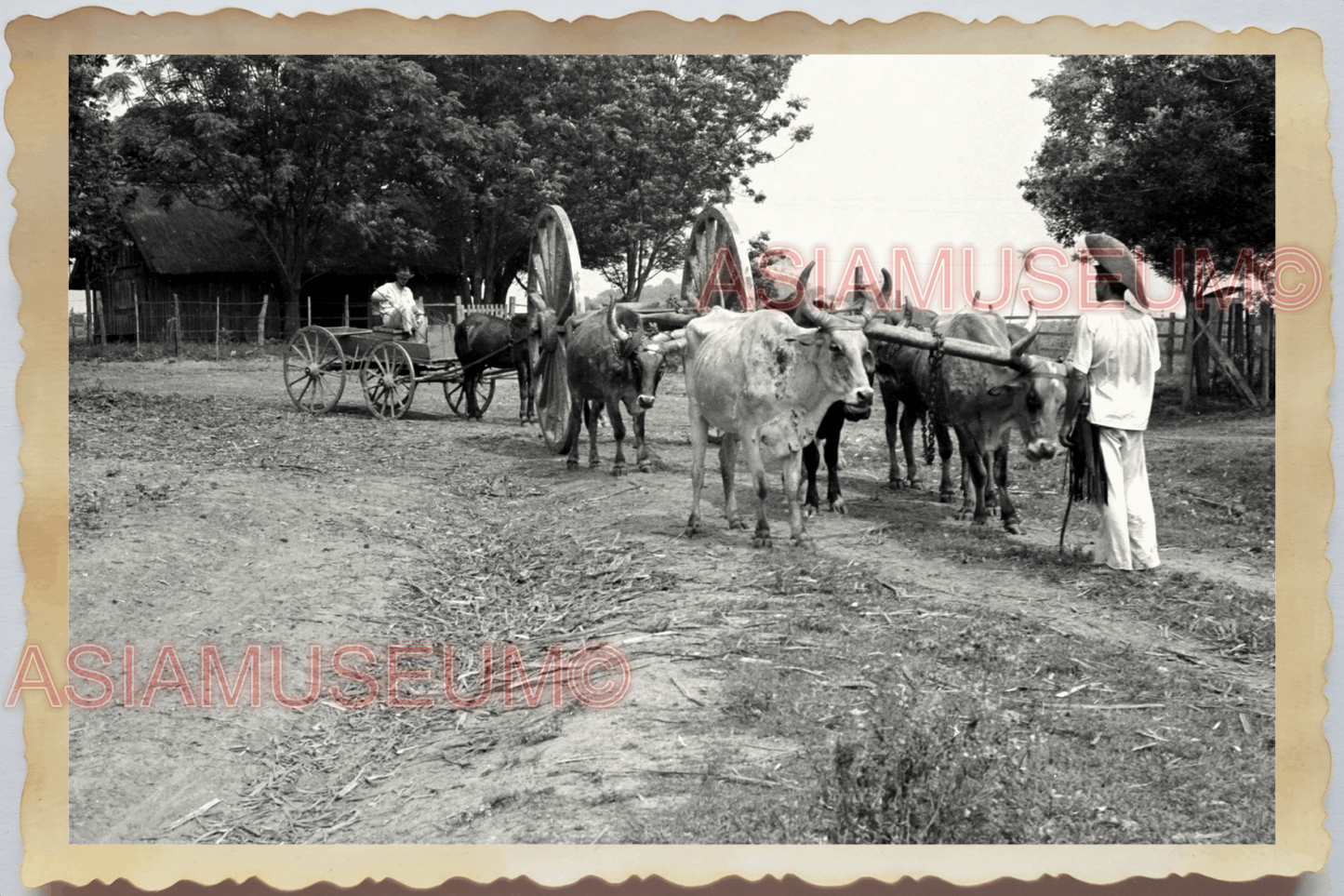 40s WW2 Vietnam VILLAGE OX BULLOCK CART MAN GUERILLA WAR OLD Vintage Photo 29974