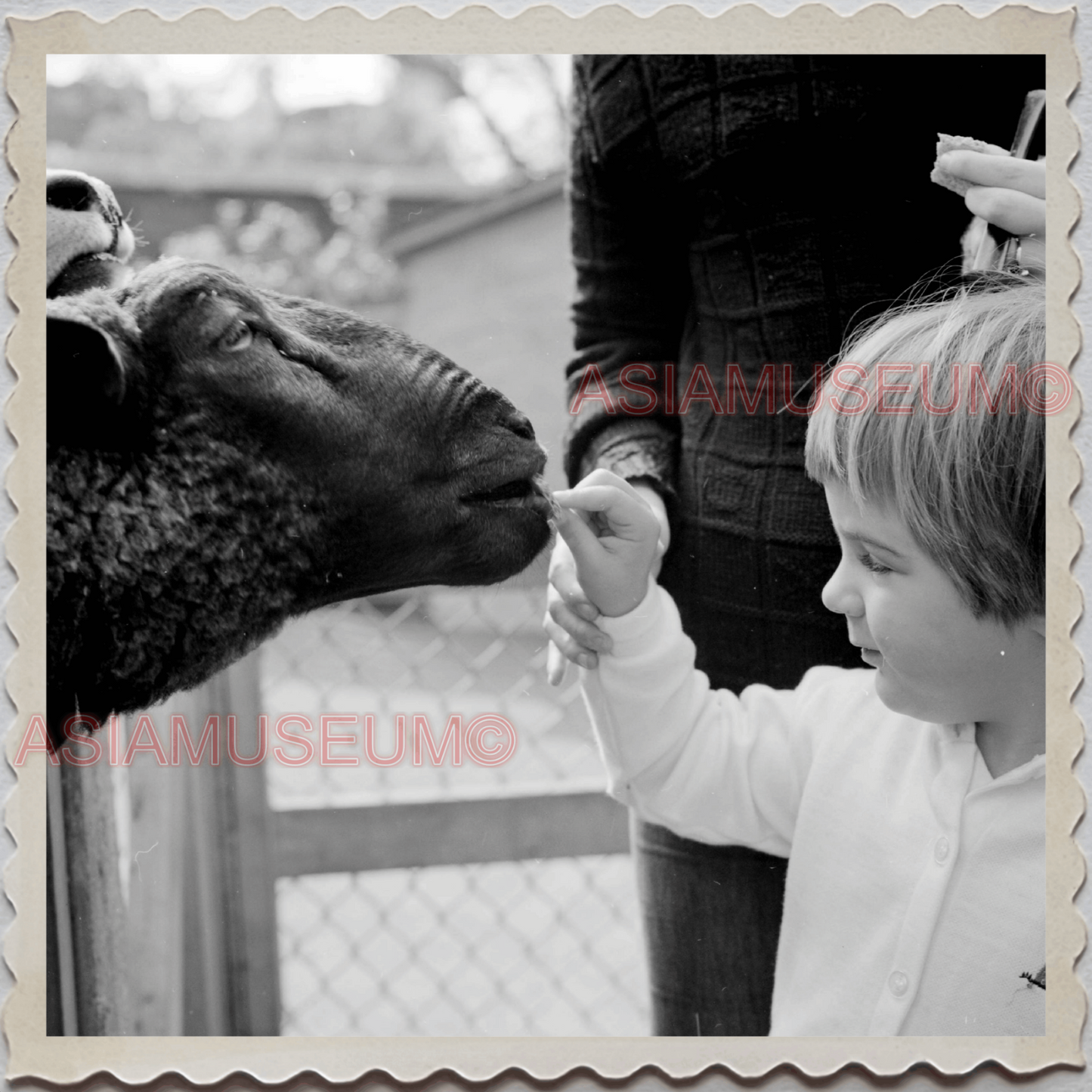 50s MANHATTAN NEW YORK CITY CENTRAL PARK ZOO GIRL SHEEP VINTAGE USA Photo 10336