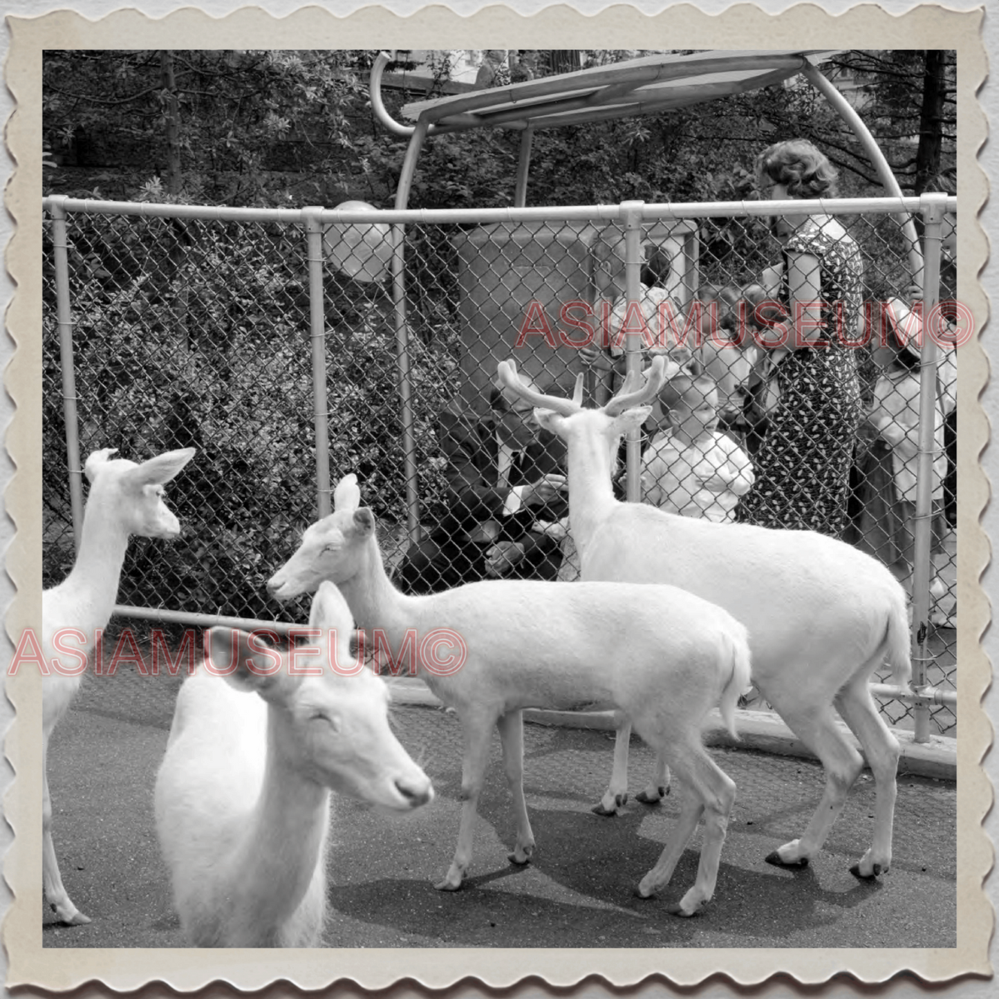 50s MANHATTAN NEW YORK CITY CENTRAL PARK ZOO DEER GIRL VINTAGE USA Photo 11952