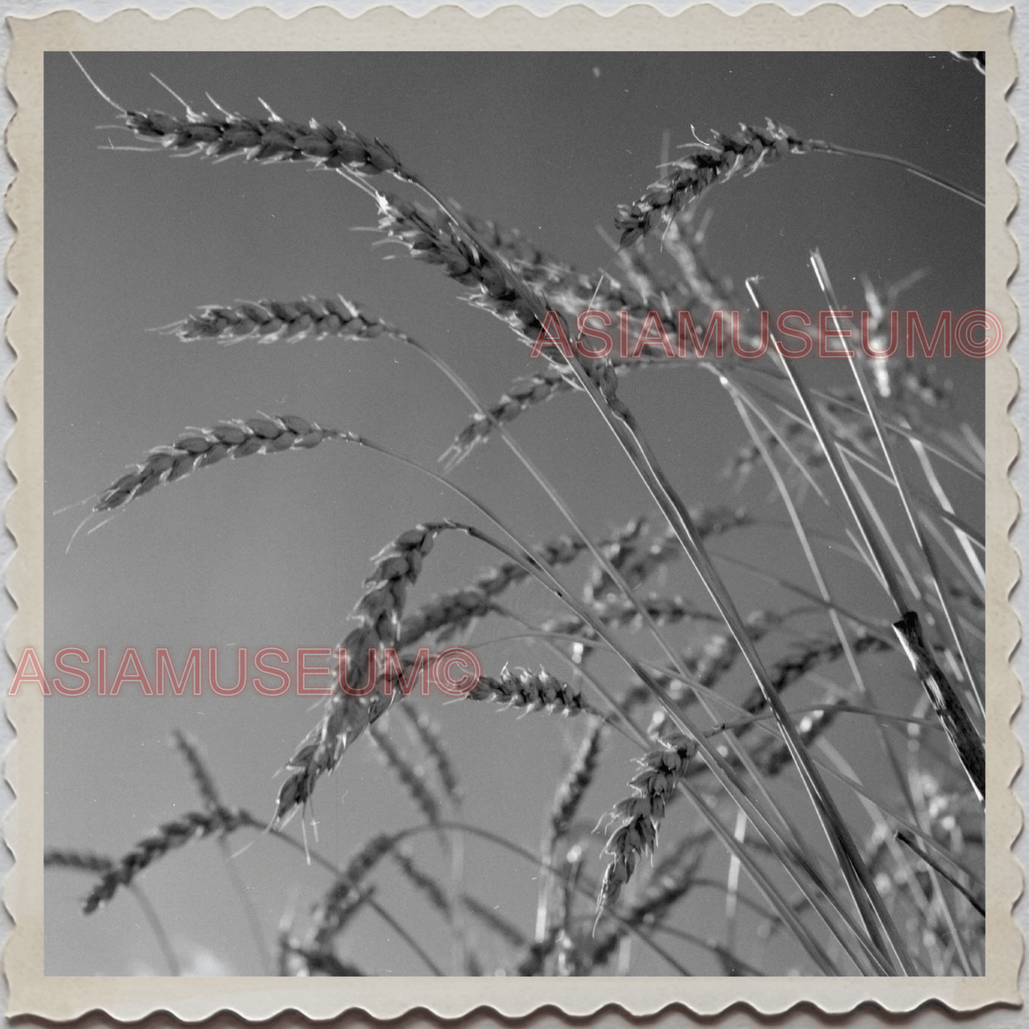 50s HARDIN TOWN BIG HORN COUNTY MONTANA WHEAT PLANTS BW VINTAGE USA Photo 12484