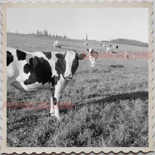 50s FAIRBANKS NORTH STAR BOROUGH ALASKA COW FARM BARN VINTAGE USA Photo 11033